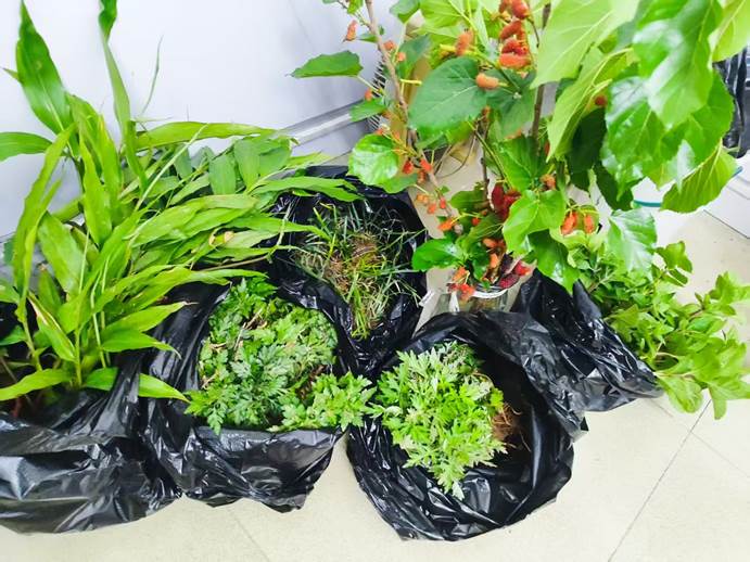 种植准备的种苗 种植准备的种苗